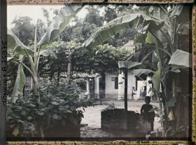 Image représentant Une cour intérieure plantée de bananiers et de bétel en treillis, dans un village