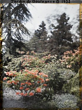 Image représentant azalées dans le jardin japonais