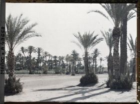 Image représentant La palmeraie