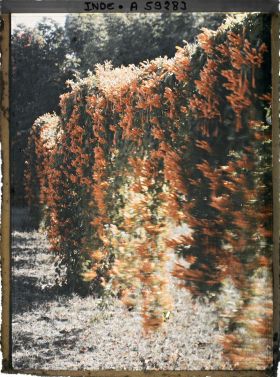 Image représentant Une haie fleurie du parc du palais Jagatjit