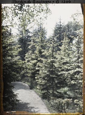 Image représentant La forêt dorée
