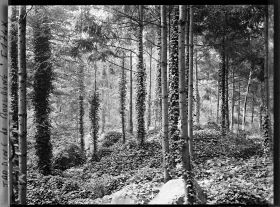 Image représentant La forêt vosgienne