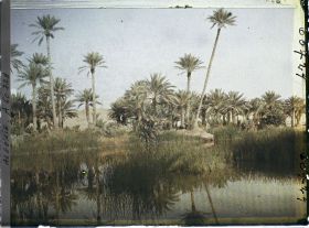 Image représentant La palmeraie