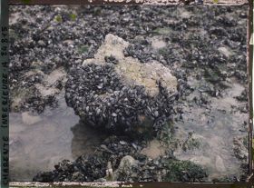 Image représentant Les moules sur un rocher