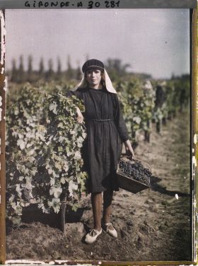 Image représentant France, St Emilion, Jeune vendangeuse
