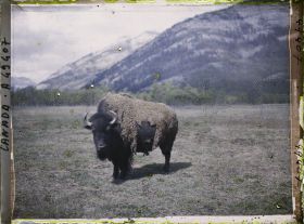 Image représentant Canada, Banff, Bison gros