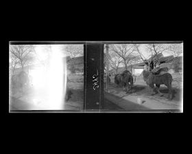 Image représentant Une caravane de chameaux sur une artère qui est peut-être Xihuangchenggen ("[rue] le Long de l'Enceinte de la Ville Impériale, tronçon ouest")