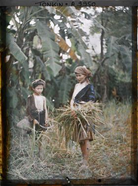 Image représentant Des moissonneuses au travail pendant la moisson du riz