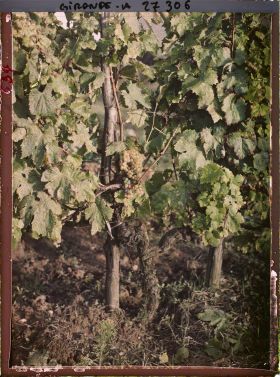 Image représentant Cambes Gironde, Cépage blanc dit "Semillon"