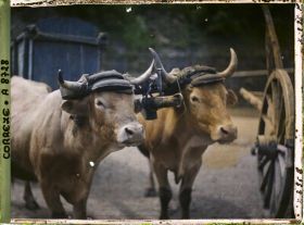 Image représentant Des boeufs attelés