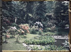 Image représentant Rhododendrons et azalées fleuris en bord " d'étang ", vus vers l'est, depuis le nord-est du marais