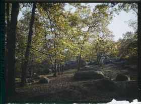 Image représentant Forêt