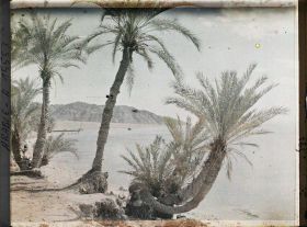 Image représentant Palmeraie au bord du golfe d'Aqaba