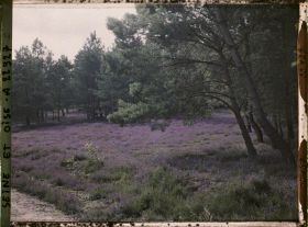 Image représentant France, Montfort l'Amaury, Sur la route de Houdan, les bruyères fleuries