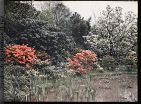 Image représentant Massifs d'arbustes flamboyants en bordure " d'étang ", vu vers le nord-est du marais