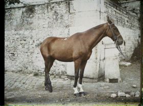 Image représentant Cheval normand de 6 ans ayant fait toute la Campagne appartenant à l'Adjudant Carry, 12ème Cuirassiers