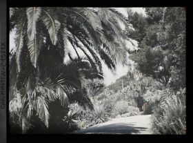 Image représentant Palmiers et ensemble de plantes exotiques en bord d'allée, vus en quittant la villa Kahn